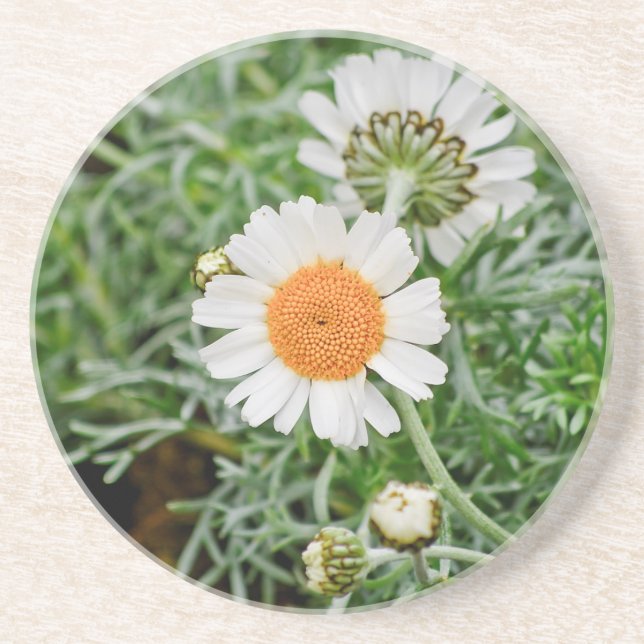 Dessous De Verre En Grès Marguerite des prés (Devant)