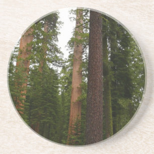 Dessous De Verre En Grès Mariposa Grove dans le parc national de Yosemite