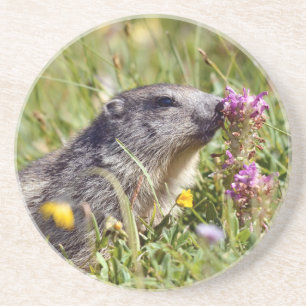 Dessous De Verre En Grès Marmotte alpine près de la fleur