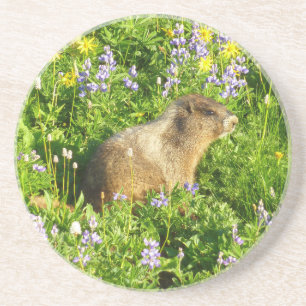 Dessous De Verre En Grès Marmotte dans les fleurs sauvages du mont Rainier