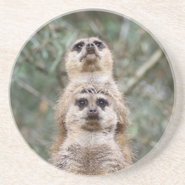 Dessous De Verre En Grès Meerkat 081 (Devant)