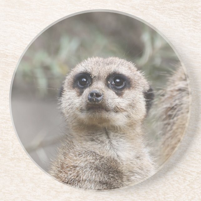 Dessous De Verre En Grès Meerkat 082 (Devant)