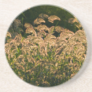Dessous De Verre En Grès Millet sauvage (Panicum Sp.) poussant dans une zon