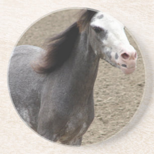 Dessous De Verre En Grès Mini Cheval en Classe Liberté à un Horse Show
