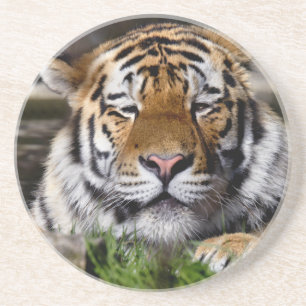Dessous De Verre En Grès Montagnes Russes du Tigre de Zambar