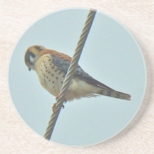Dessous De Verre En Grès Objets de Kestrel Américain (Falco sparverius)