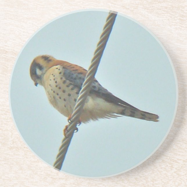 Dessous De Verre En Grès Objets de Kestrel Américain (Falco sparverius) (Devant)