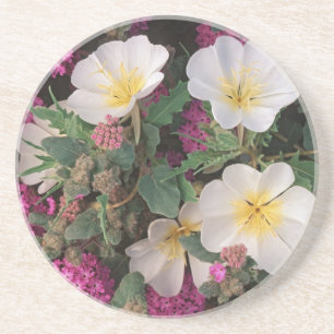 Dessous De Verre En Grès Onagre du désert et Abronia villosa,