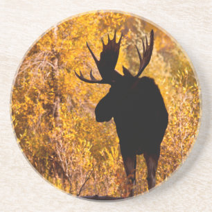 Dessous De Verre En Grès Orignal (Alces Alces) Mâle Dans Les Saules Dorés 2