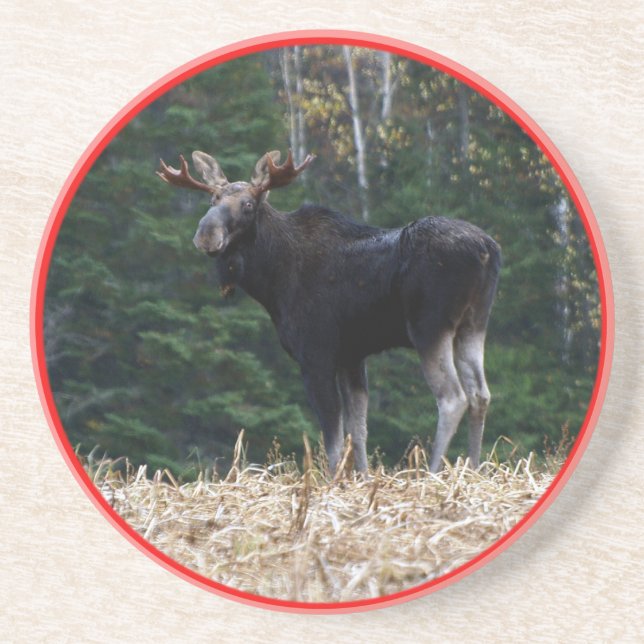 Dessous De Verre En Grès Orignaux d'un an du Maine Taureau (Devant)