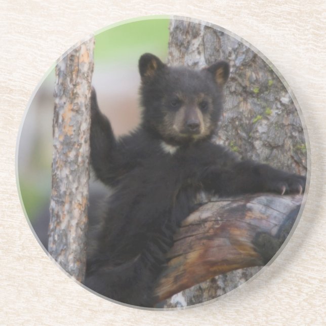 Dessous De Verre En Grès Ourson ours noir se reposant (Devant)