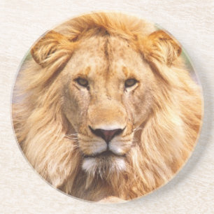 Dessous De Verre En Grès Paire de lions d'Afrique, Panthera leo, Tanzanie