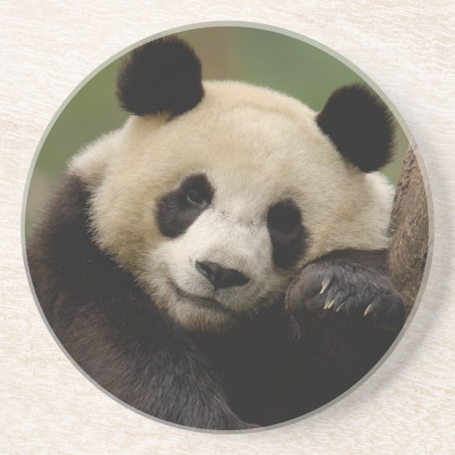 Dessous De Verre En Grès Panda géant Ailuropoda melanoleuca) Famille (Devant)