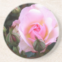 Parfait Rose anglais rose