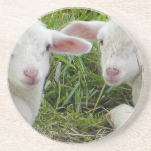 Dessous De Verre En Grès Pensée animale de bébé jumeau d'agneau à vous