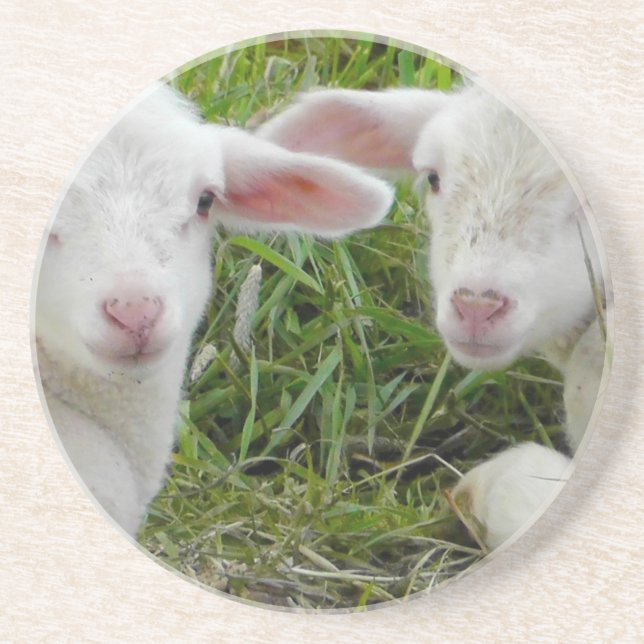 Dessous De Verre En Grès Pensée animale de bébé jumeau d'agneau à vous (Devant)