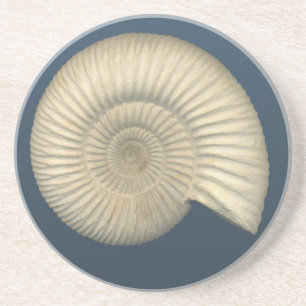Dessous De Verre En Grès Perisphinctes Ammonite