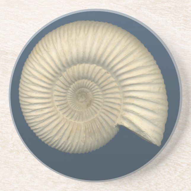 Dessous De Verre En Grès Perisphinctes Ammonite (Devant)