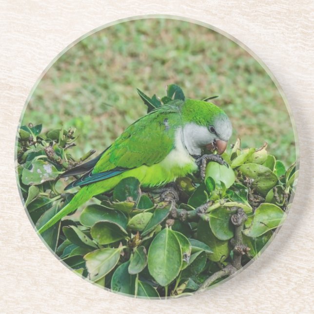 Dessous De Verre En Grès Perroquet vert (Devant)