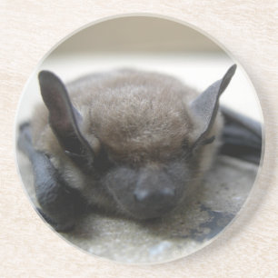 Dessous De Verre En Grès Petite chauve-souris brune (Myotis lucifugus)