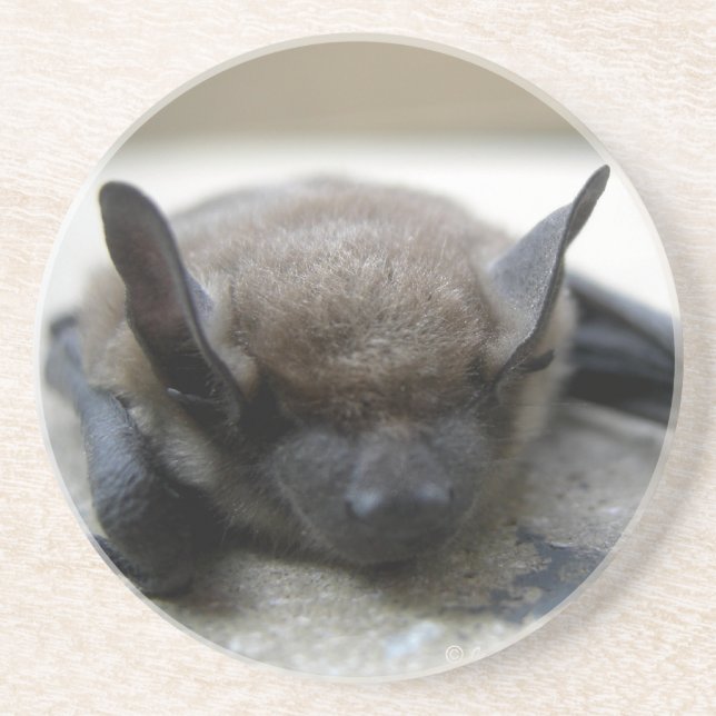 Dessous De Verre En Grès Petite chauve-souris brune (Myotis lucifugus) (Devant)