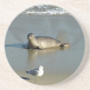 Dessous De Verre En Grès Phoque du port à La Jolla en Californie