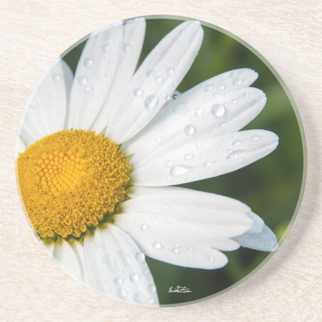 Dessous De Verre En Grès photo, une marguerite, fond vert (Devant)