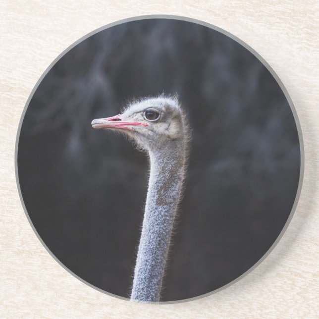 Dessous De Verre En Grès Photographie d'autruche (Devant)