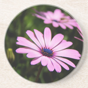 Dessous De Verre En Grès Photographie de Marguerite Africaine Violette