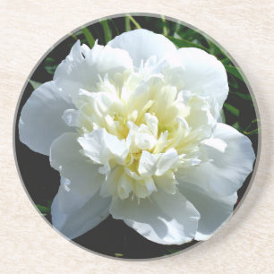 Dessous De Verre En Grès Pivoine blanche élégante photo de fleur blanche