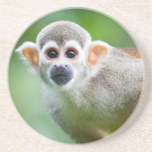 Dessous De Verre En Grès Plan rapproché d'un singe-écureuil commun