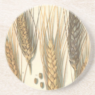 Dessous De Verre En Grès Plante de blé résistant à la sécheresse, Agricultu