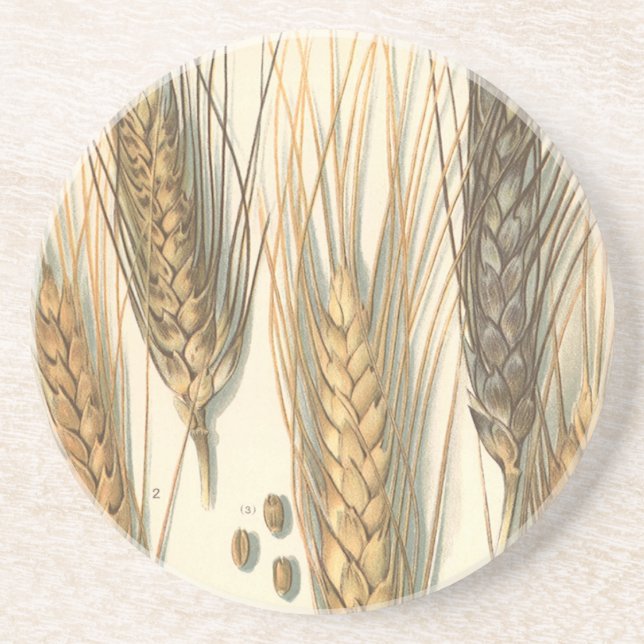 Dessous De Verre En Grès Plante de blé résistante à la sécheresse, agricult (Devant)