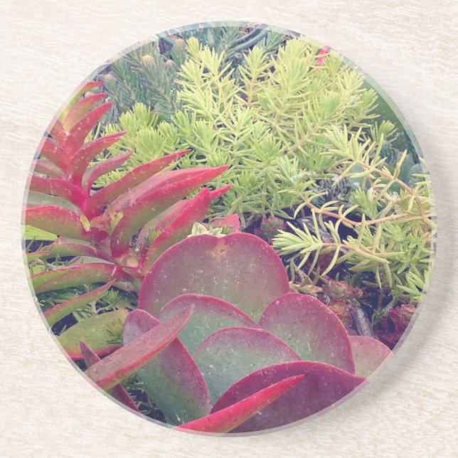 Dessous De Verre En Grès Plantes succulents (Devant)
