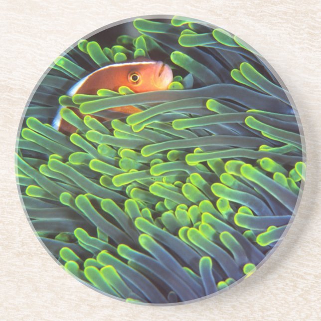 Dessous De Verre En Grès Poisson Anémone se cachant dans une Anémone, Mozam (Devant)