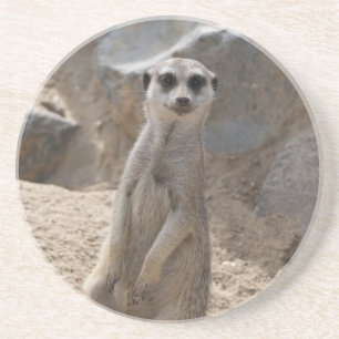 Dessous De Verre En Grès Portrait de curieux suricate faunique