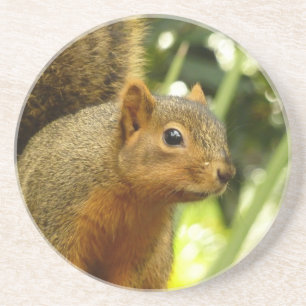 Dessous De Verre En Grès Portrait d'un écureuil Photographie d'animal de na