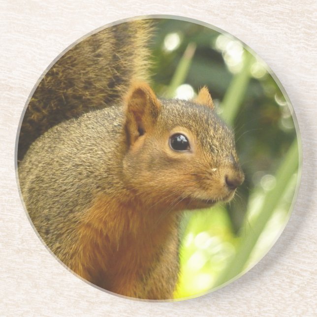 Dessous De Verre En Grès Portrait d'un écureuil Photographie d'animal de na (Devant)
