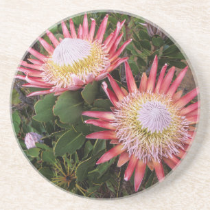 Dessous De Verre En Grès Protéa roi (Protea Cynaroides), Helderberg