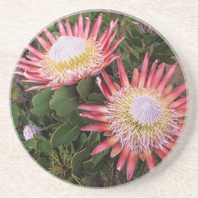 Dessous De Verre En Grès Protéa roi (Protea Cynaroides), Helderberg (Devant)