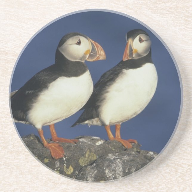 Dessous De Verre En Grès Puffin de l'Atlantique (Devant)