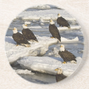Dessous De Verre En Grès Pygargue à tête blanche, Haliaeetus leucocephalus,