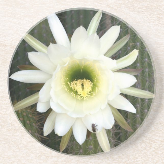 Dessous De Verre En Grès Reine de la Fleur de Cactus de Nuit, Région du Kar (Devant)
