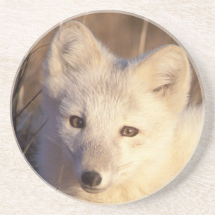 Dessous De Verre En Grès renard arctique, Alopex lagopus