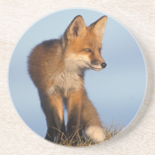 Dessous De Verre En Grès renard roux, Vulpes vulpes (Devant)