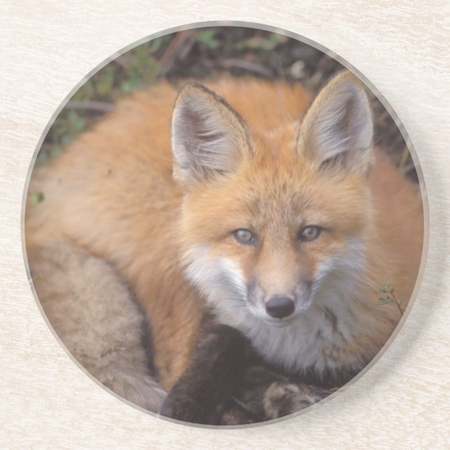 Dessous De Verre En Grès renard roux, Vulpes vulpes, en couleurs d'automne (Devant)