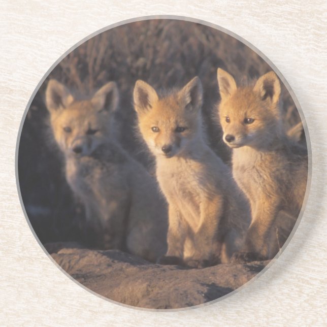 Dessous De Verre En Grès renard roux, Vulpes vulpes, kits (Devant)
