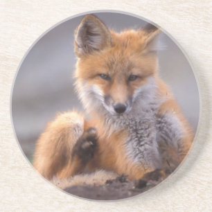 Dessous De Verre En Grès renard roux, Vulpes vulpes, petit se grattant,