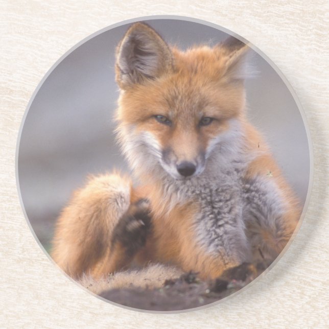 Dessous De Verre En Grès renard roux, Vulpes vulpes, petit se grattant, (Devant)
