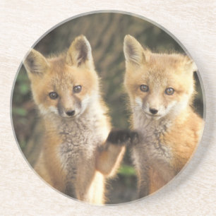 Dessous De Verre En Grès Renardeau renard roux devant terrier Vulpes vulpes